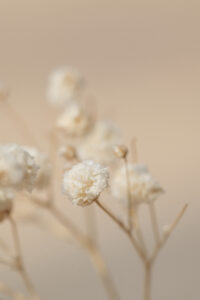 Trocken Blumen in beige